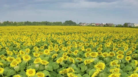 Summer sunflower   Field Stock Footage 171476119