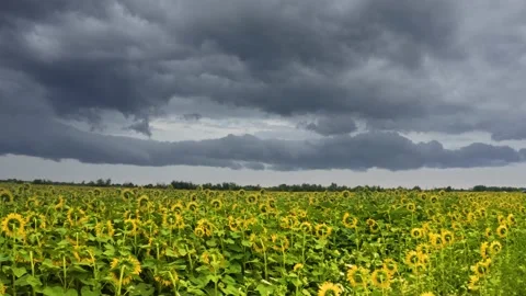 Summer sunflower   Field Stock Footage 171476294