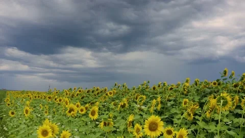 Summer sunflower   Field Stock Footage 171476645