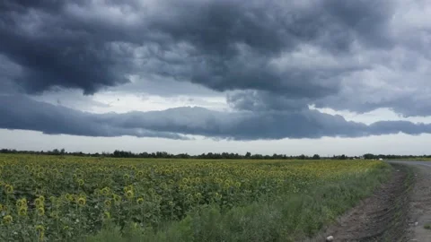 Summer sunflower   Field Stock Footage 171476781