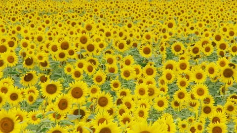 Summer Sunflower Field Stock Footage 327457377