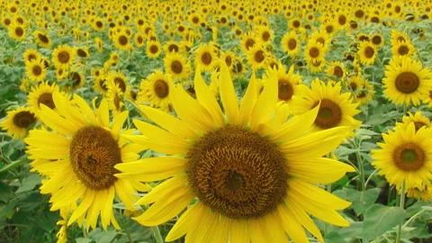Summer Sunflower Field 스톡 동영상 327457741