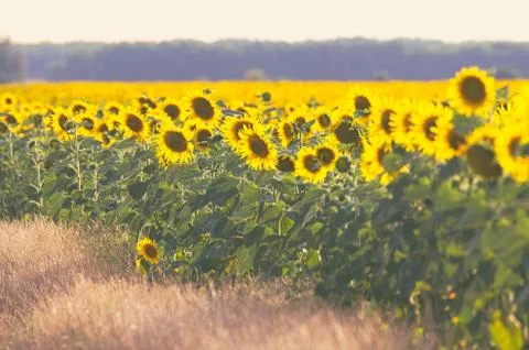 Summer Sunflower Field Stock Photos