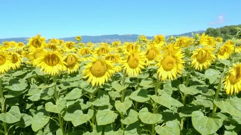 Summer sunflower field under blue sky Stock Footage 201361433