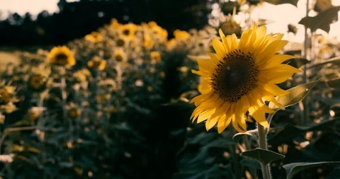 Summer sunflower Video stock 92480417