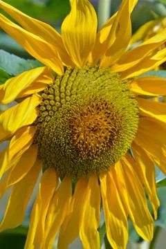 Summer sunflower Foto stock