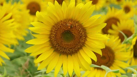 Summer Sunflowers and Bees Stock Footage 327457768