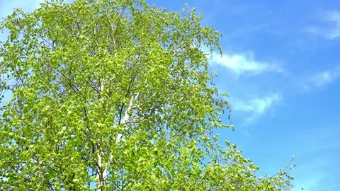 Summer sunlight in birch foliage. Stock Footage 196024077