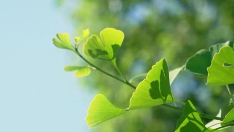 Summer Sunlight Filtering Through Ginkgo Leaves Natural Setting 4K Stock Footage 319838474