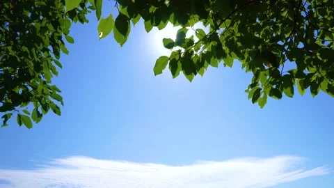 Summer Sunlight Filtering Through Green Tree Leaves Against A Clear Blue Sky Stock Footage 341996429