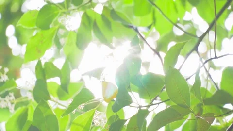 Summer sunlight filtering through green leaves in a serene natural forest scene Video stock 342333118