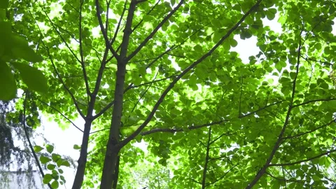 Summer sunlight filtering through lush green leaves in a natural forest setting Stock-Footage 347063404