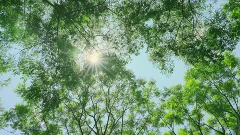 Summer Sunlight Filtering Through Tree Canopy Leaves in Upward Shot Stock Footage 333041504