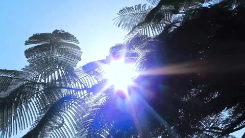 Summer sunlight filtering through tree leaves creating beautiful lens flare Stock Footage 342331071