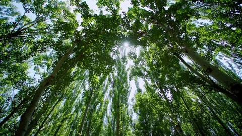 Summer sunlight filtering through the trees.  Stock Footage 293285668