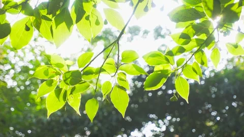 Summer Sunlight Passing Through Forest Leaves 4K Video stock 341862449