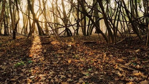 Summer sunlight passing through tree branches in forest Stock Footage 74610631