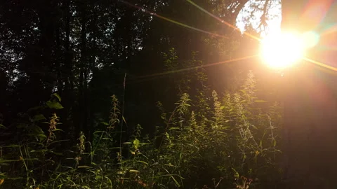Summer sunlight streaming through lush forest with dramatic sun rays  lens flare Stock Footage 340130113
