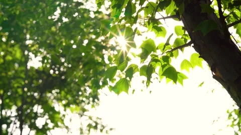 Summer Sunlight Streaming Through Lush Plants in Dreamy Natural Scene Stock-Footage 341870379