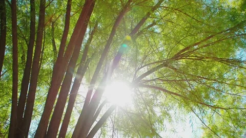 Summer Sunlight Through Large Trees Stock Footage 295856927