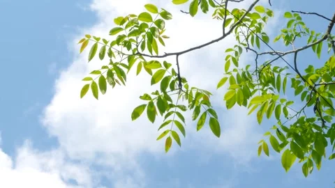 Summer Sunlight Through Leaves 4K Bokeh Closeup 動画素材 341865290
