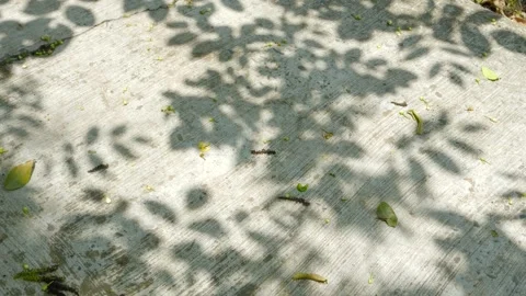 Summer Sunlight Through Leaves Artistic 4K Closeup Stock Footage 341865349