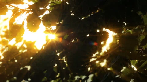 Summer sunlight through the leaves Stock Footage 137569776