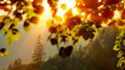 Summer sunlight through the leaves Stock Footage 137857694