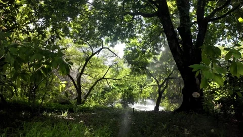 Summer Sunlight Under Tree with Mist 4K Video Stock Footage 317626710