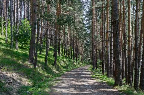 Summer sunlit forest pine-trees with ecological path Stock Photos