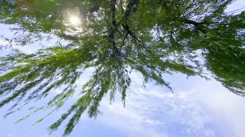 Summer Sunlit Willows Swaying Under Bright Blue Skies Stock Footage 320628865