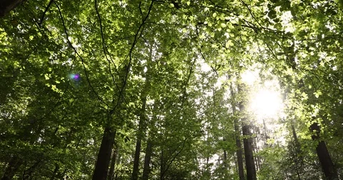 Summer sunny tree crowns in forest Stock Footage 97068948