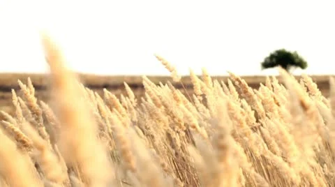 Summer Sunrise In The Field Stock Footage 11487910