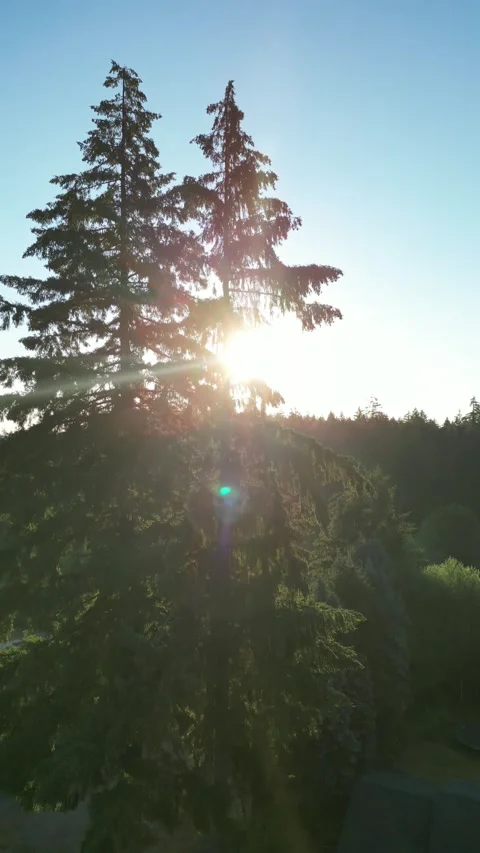 Summer sunrise 動画素材 279009200