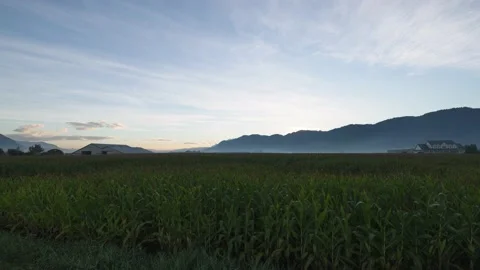Summer sunrise time lapse cornfield farm Stock Footage 138848629