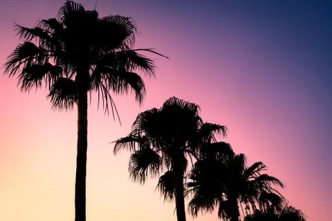 Summer Sunset Background Image of Retro Style Palm Trees Stock Photos