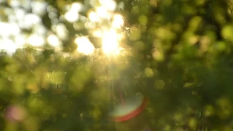 Summer sunset in the blurry background. Forest bokeh Stockbeeldmateriaal 132815329