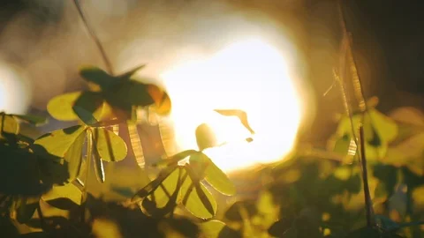 Summer Sunset Close Up Clover Plants Lens Flare Stock Footage 87685301