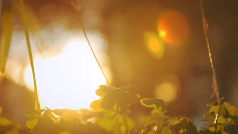 Summer Sunset Close Up Clover Plants Lens Flare Stock Footage 87685441