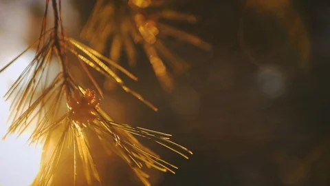 Summer Sunset Close Up Pinecone Lens Flare Stock Footage 87703112