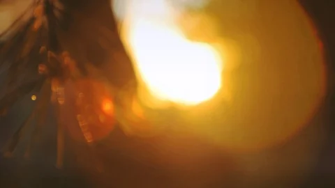 Summer Sunset Close Up Pinecone Lens Flare Stock Footage 87703153