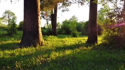 Summer Sunset Colors Stock Footage 168949644