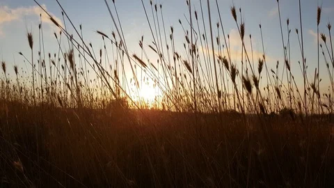 Summer Sunset In The Cornfield 動画素材 79047504