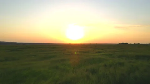 Summer sunset in the field . Evening light. The video is above the field. 4K Stock Footage 156446880