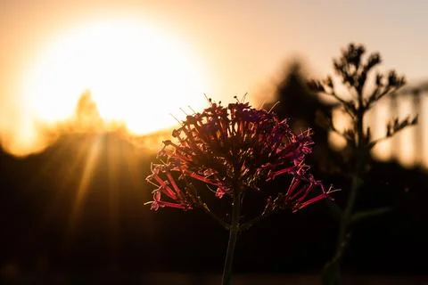 Summer sunset flower from the ground Stock Photos