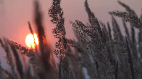 Summer sunset 스톡 동영상 25571439