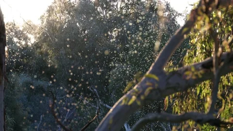 Summer Sunset Stock Footage 132576732