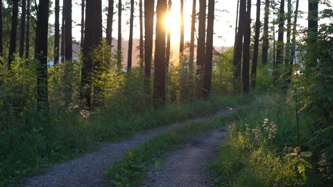 Summer sunset in the forest Stock Footage 140207146