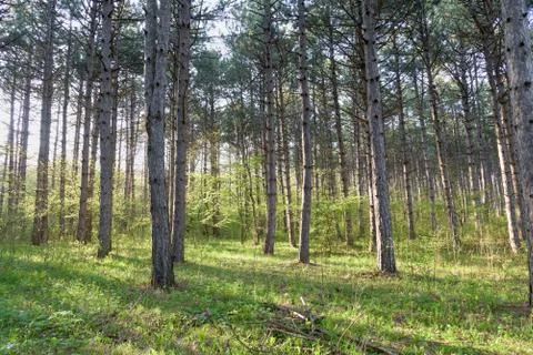 Summer Sunset in Forest Stock Photos
