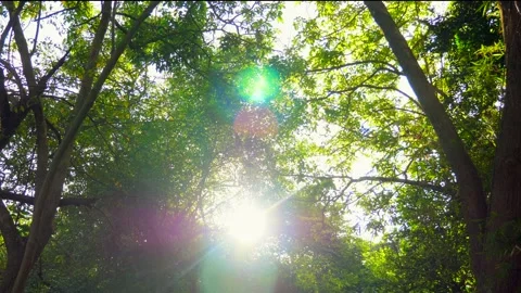 Summer sunset in forest. Sun rays shine through lush green foliage of trees 動画素材 196879937